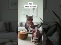 POV: Mom vs Dad#catmeme #relatable