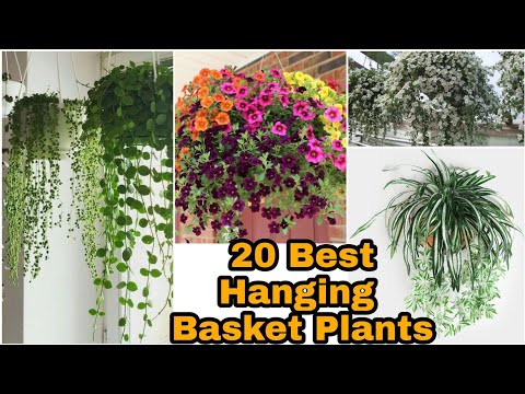 Video: Hanging Gardens From The Summer Houses. Compositions Of Annual Flowers In Hanging Pots. Photo