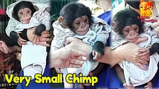 So cute!!!!!......Carrying a very small Chimpanzee to look closely