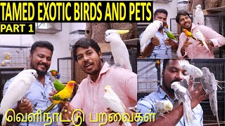 EXOTIC BIRDS IN CHENNAI/EXOTIC PETS IN CHENNAI/PET SHOP IN CHENNAI TAMIL/