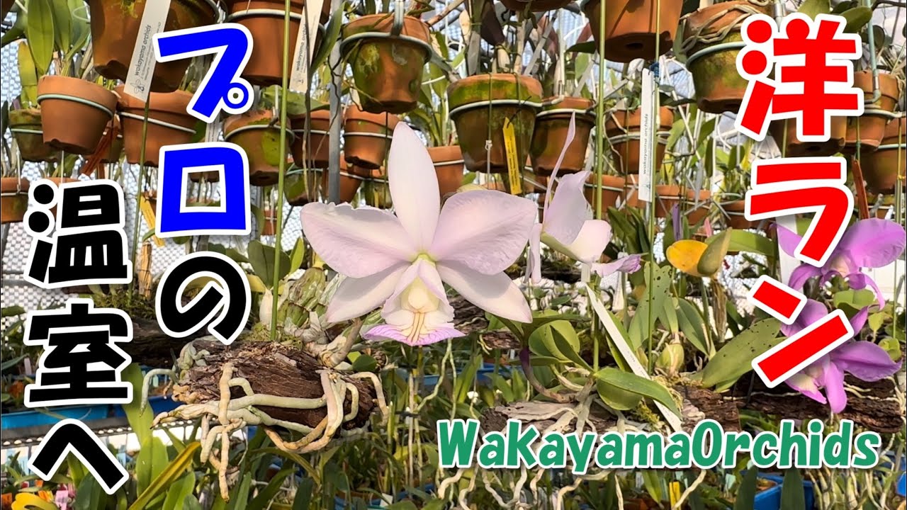 【洋ラン】超高級な20万円の洋ラン⁉︎と美しい海辺の絶景！建替前最後の温室訪問 2階3階編