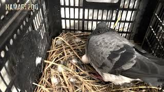 Pigeons Pair on Eggs Incubator in Hamari Zoo
