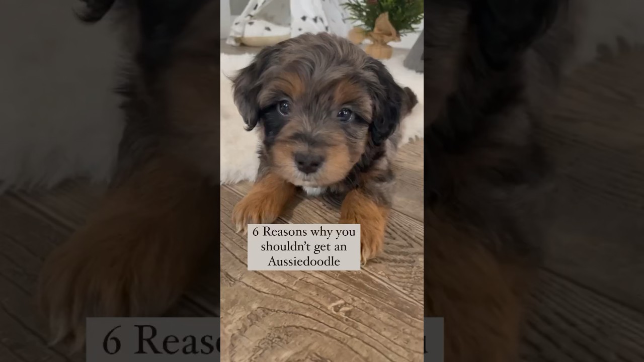 6 Reasons why you shouldn’t get an Aussiedoodle 👀 …. 