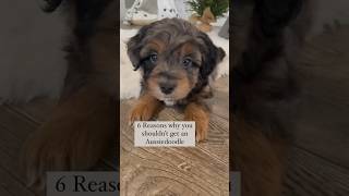 6 Reasons why you shouldn’t get an Aussiedoodle 👀 …. #aussiedoodle #youtubeshorts #puppyvideos