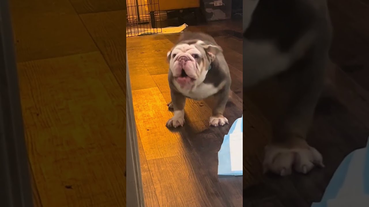 This Grumpy Bulldog Was Denied Dinner 