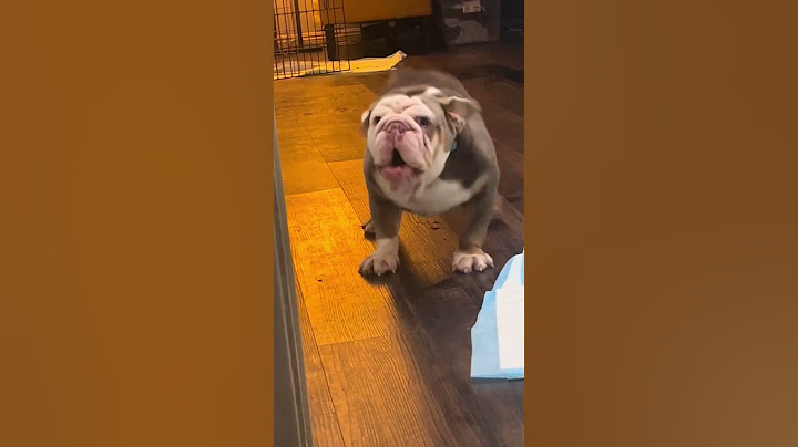 This grumpy bulldog was denied dinner 😂