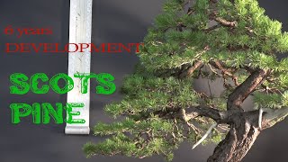 6 yrs of development of Scots pine