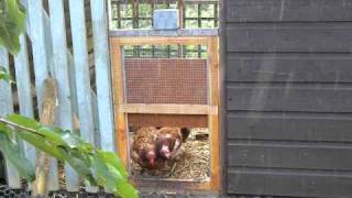 chicken door coop automatic