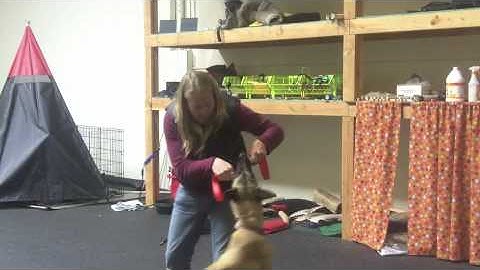 Michael Ellis: Teaching the dog to "clamp down" when tugging