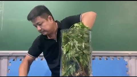 hướng dẫn ngâm rượu sâm Đương quy tươi của núi rừng Kon Tum bình khổng lồ.