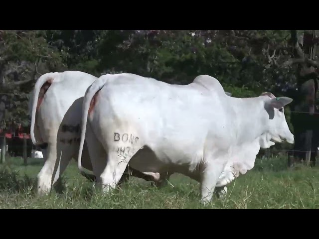 Lote 63