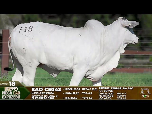 LOTE F18