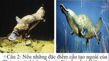 Tuần 26- Bài 48+49: Đa dạng của lớp thú: Bộ thú huyệt, thú túi- Bộ dơi-Bộ cá voi