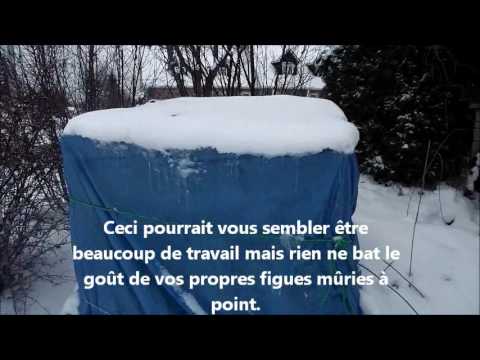 Vidéo: Couverture de figuier pour l'hiver - Comment envelopper les figuiers pendant l'hiver