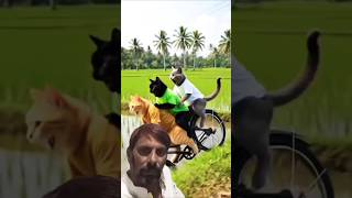 Oyen’s Crazy Antics 😂🐱 | Too Funny to Handle! 😆🔥 Reaction