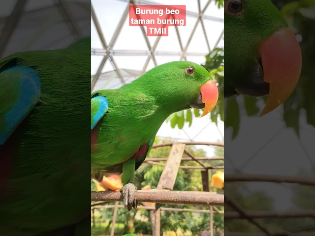 BURUNG BEO TAMAN BURUNG TMII #tamanminiindonesiaindah #tmii #tamanburung #burungbeo class=