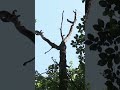 गर्मी में इंसान की तरह पेड़ों को भी पसीना आता है [How do trees transpire]