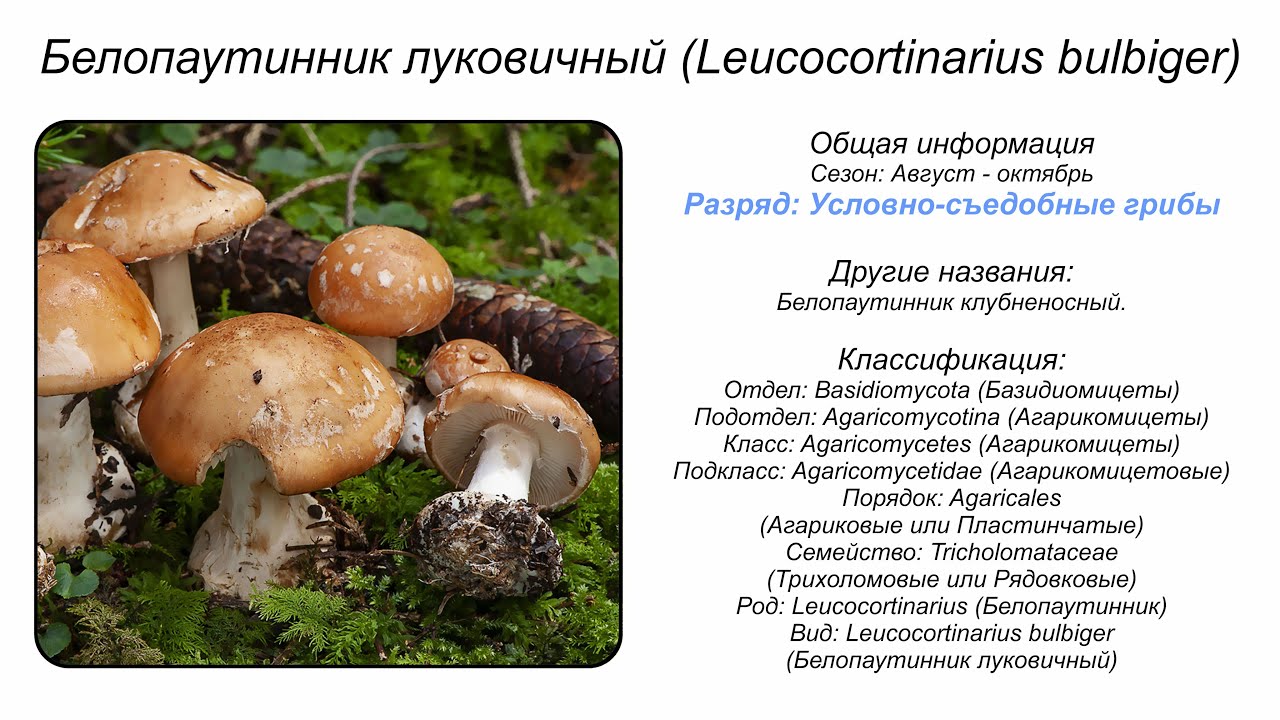 Белопаутинник луковичный (Leucocortinarius bulbiger)