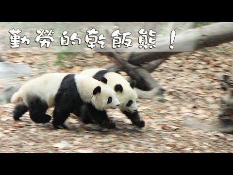 《熊貓早晚安》勤勞的乾飯熊！ | iPanda熊貓頻道