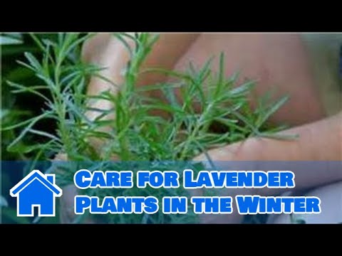 planning maintaining an edible garden how to care for lavender plants in the winter youtube planning maintaining an edible garden how to care for lavender plants in the winter youtube
