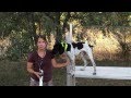 Teach Your Dog To Fetch - Trained Retrieve - Hold Different Objects Teach Your Dog To Fetch - Trained Retrieve - Hold Different Objects