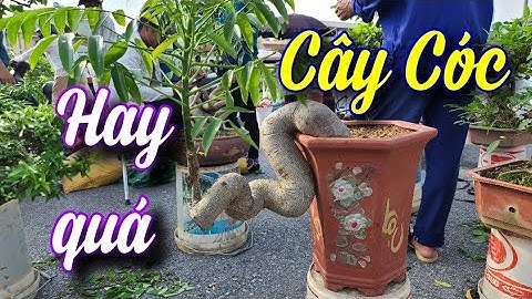 SH.7543. Dạo chợ Sơn Tây gặp cây Cóc dáng đổ hay quá đây các bác.