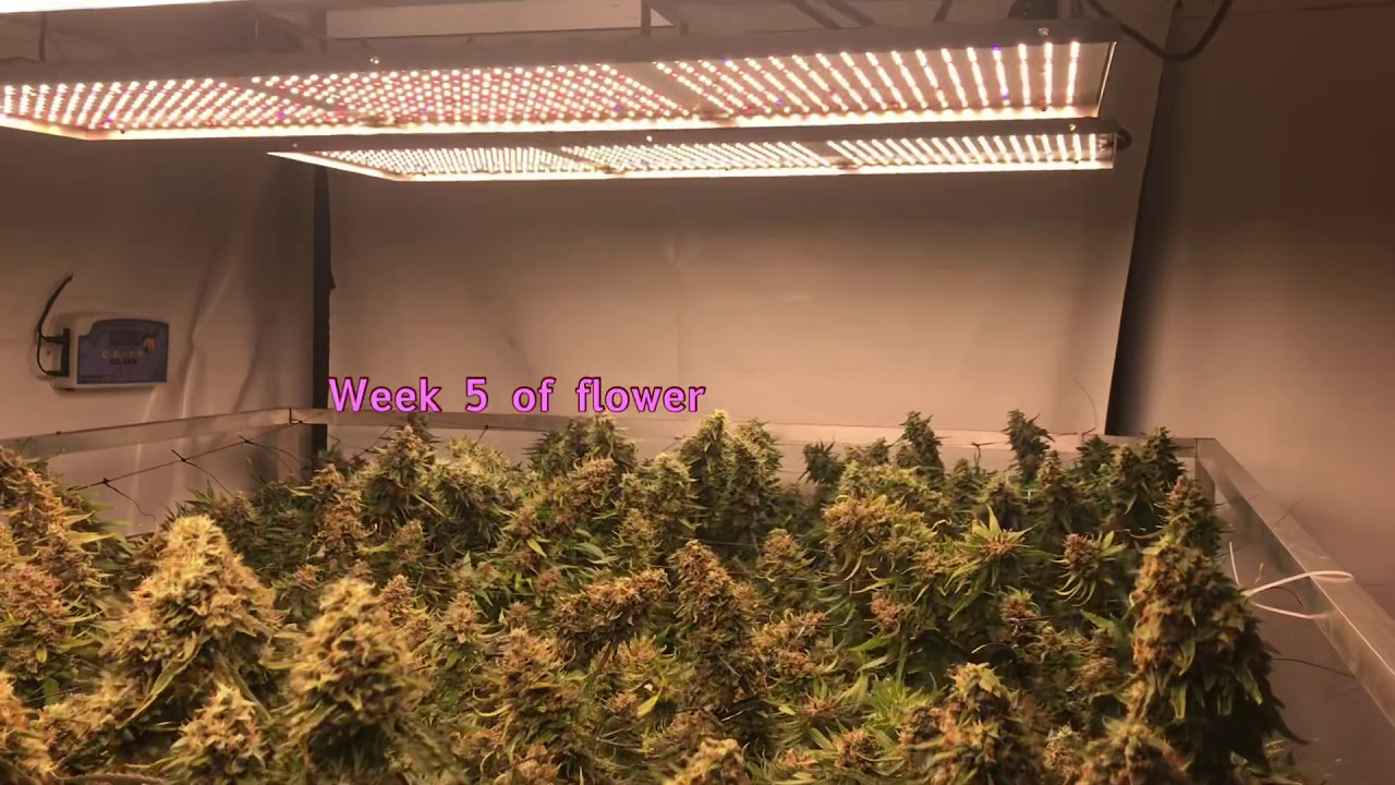 SuperTechLED Quantum Sun