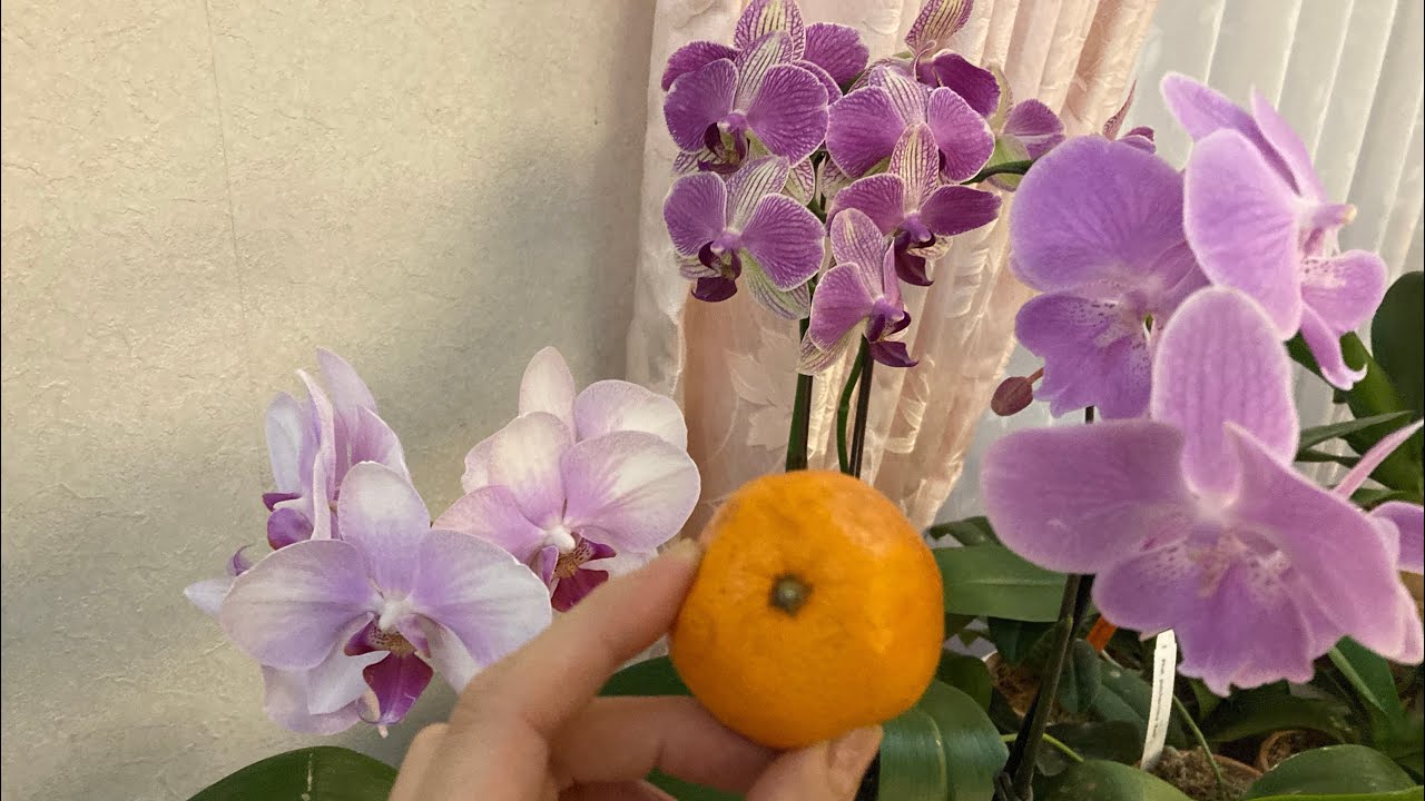 胡蝶蘭80 花芽絶好調に出ています2🌸みかんでハダニを防ぎましょ🍊