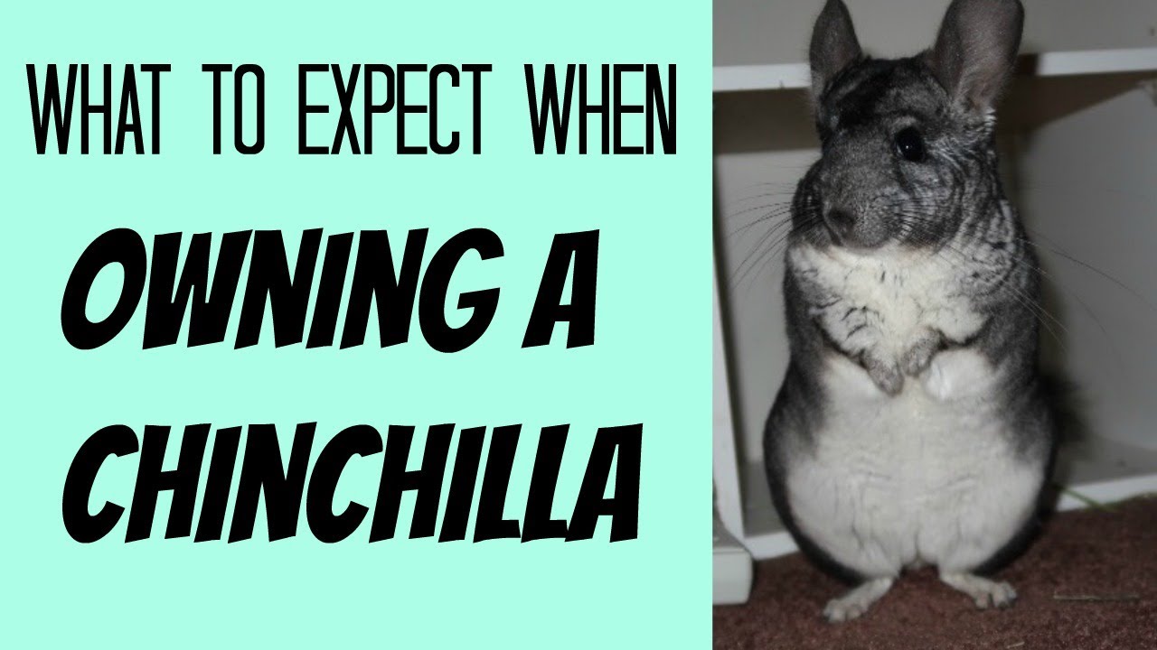 i want a chinchilla