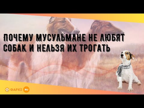 Почему мусульмане не любят собак и нельзя их трогать