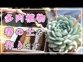【多肉植物】まだ冬ですが！春は植え替え！植え替えには…土ですね