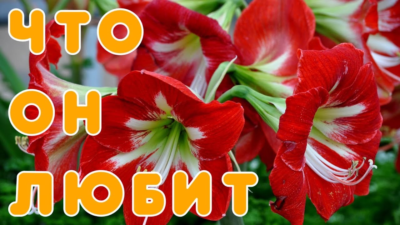 Гиппеаструм: описание, уход и размножение