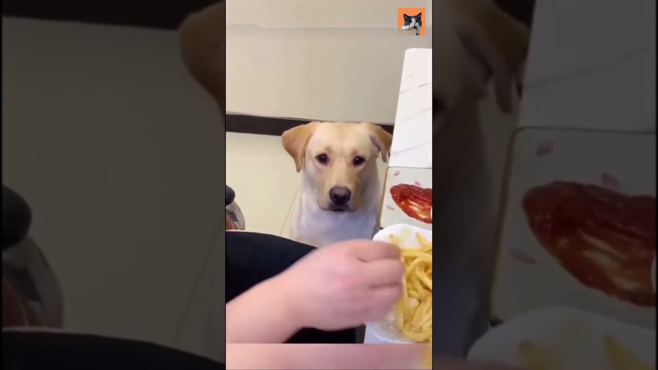 Cute golden retriever dog wants fries with ketchup! 🐶😂 shorts YouTube