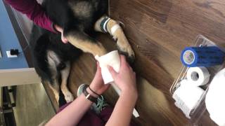 Tssk 49   Applying Modified Robert Jones Bandage