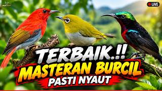 🛑24 JAM MASTERAN BURCIL JUARA SUARA TAJAM SATU JALUR   JEDA TERAPI AIR 100% GARANSI CEPAT MASUK!!