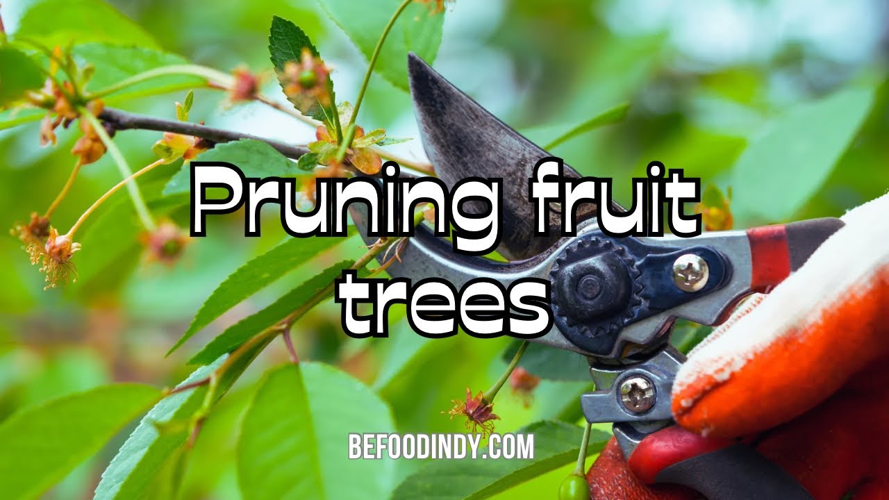 Pruning tips for your fruit trees - YouTube