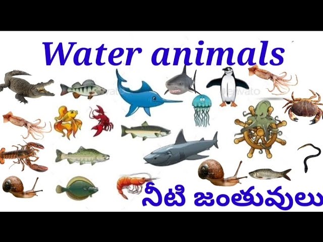Water animals names English to Telugu water animals names water animals  names in telugu - YouTube
