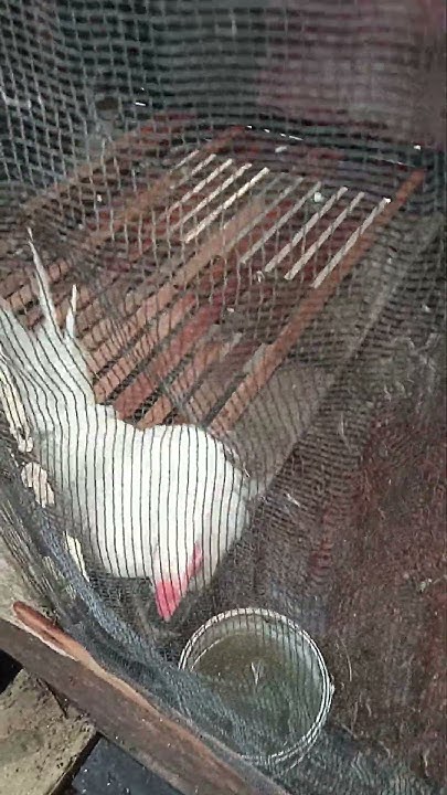 Proses perkawinan - YouTube