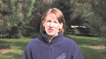 Tree Identification Connections to Science: Clip 1 of 4