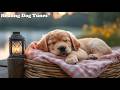 Lee Ha Yeon - Peaceful Dream (Official Audio) - Soothing Tune for Dogs to Deep Sleep