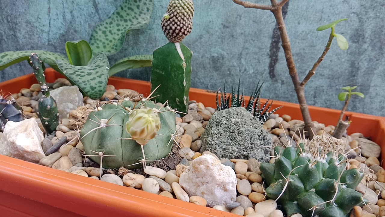 Ferocactus glaucescens

 
Kimzyra Ko Garden