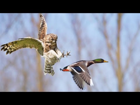 Видео: Будет ли приманка совы пугать белок?