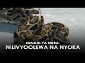 SIMULIZI YA KWELI YA NILIVYOOLEWA NA NYOKA BY FELIX MWENDA