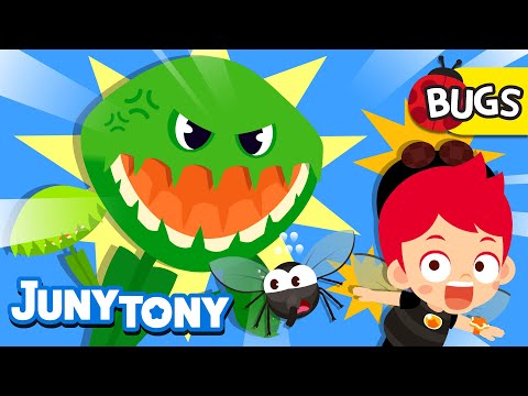 🪰Fly vs. Venus Flytrap | My Favorite Meal Is Insects! | Insect Songs for Kids | JunyTony
