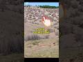 #shortsvideo azılı yabani domuzlar