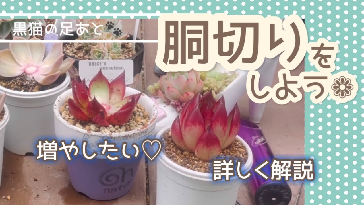 miya苗　オレンジ札　命名苗　かなで　カット苗 miya苗 オレンジ札 命名苗 かなで カット苗 Miya苗】粉系の一部紹介