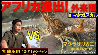 アフリカ進出！外来種！in マダガスカル！固有種の危機！Invasive alien species in Africa！Marbled crayfish ≫ 加藤英明【公式】かとチャン