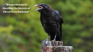 (4K) 'Winged Scholars: Unveiling the Secrets of Clever Crow Societies'