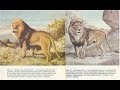 Капские и Берберийские львы (трибьют)