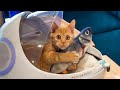 ПРИКОЛЫ С ЖИВОТНЫМИ ДО СЛЕЗ / Смешные КОТЫ 2021 / Приколы с КОТАМИ / Funny ANIMALS video #3